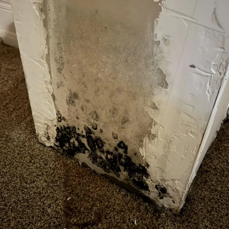 Professional Mold Removal in Jamestown, NY